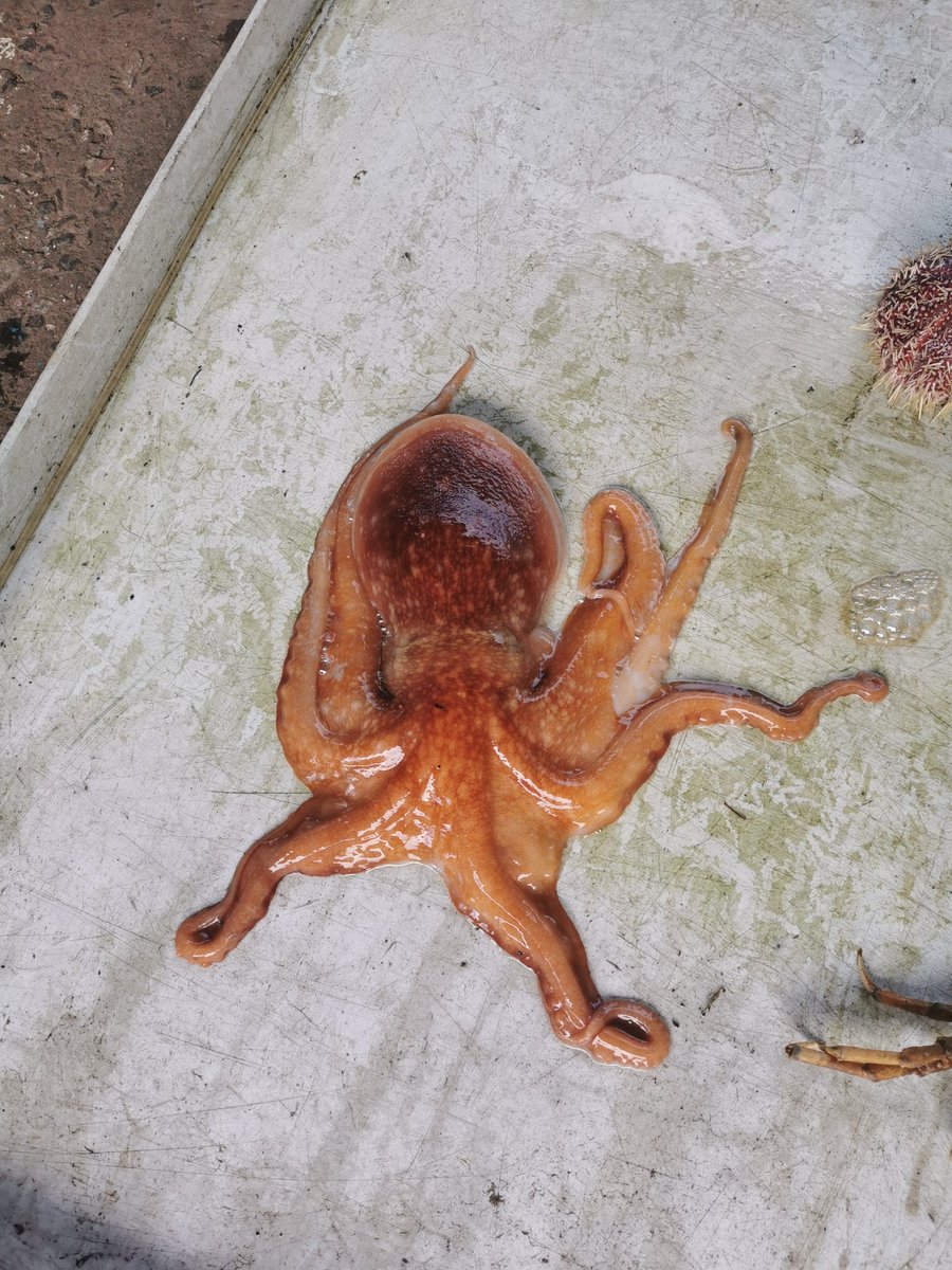 Ferryden Primary tweet media