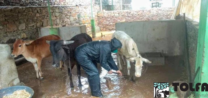 TOLFAcharity's tweet photo. #TeamTOLFA are used to a challenge but this is next level!!!
We have no electricity, running water only very few staff & the septic tanks are overflowing.
Help!
#Pandemic #CovidIndia #Lockdown #CycloneTauktae
To donate in India:
https://t.co/yR1MHsj985
Thank you ππΎ #TOLFA https://t.co/u4rJYUhZUE