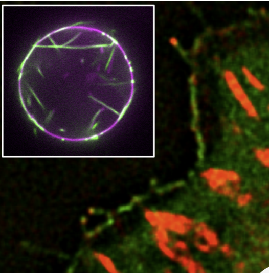 BPPB Seminar (@bppbseminar) on Twitter photo #BPPBSeminar Fri May 21 at 8 am PDT/11 am EDT/5 pm CDT
From topological defects to fruiting bodies in bacterial colonies - Ricard Alert <a href="/RicardAlert/">Ricard Alert ZenĂłn</a>
Curved protein IRSp53-driven protrusion initiation - Feng-Ching Tsai <a href="/fengchingtsai/">Feng-Ching Tsai</a>
Details - sites.google.com/view/bppb-semi… #BPPBSeminar Fri May 21 at 8 am PDT/11 am EDT/5 pm CDT
From topological defects to fruiting bodies in bacterial colonies - Ricard Alert <a href="/RicardAlert/">Ricard Alert ZenĂłn</a>
Curved protein IRSp53-driven protrusion initiation - Feng-Ching Tsai <a href="/fengchingtsai/">Feng-Ching Tsai</a>
Details - sites.google.com/view/bppb-semi…