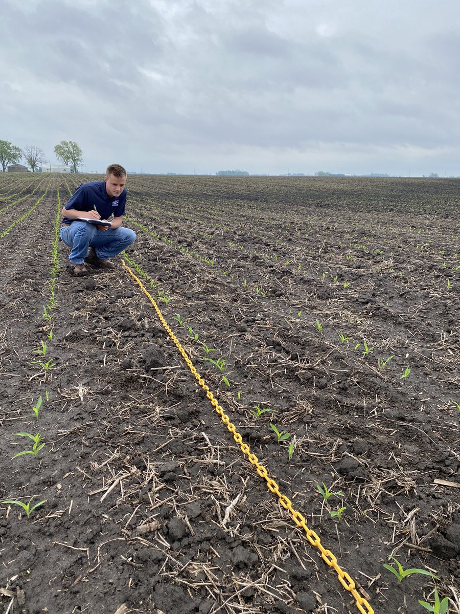 rvcinterns's tweet image. The rain finally broke and we are hitting the fields near Eldridge Iowa! Today Kody and Colin are out checking stand counts on a plot near Eldridge! #bootsontheground #RVC #Cornplot