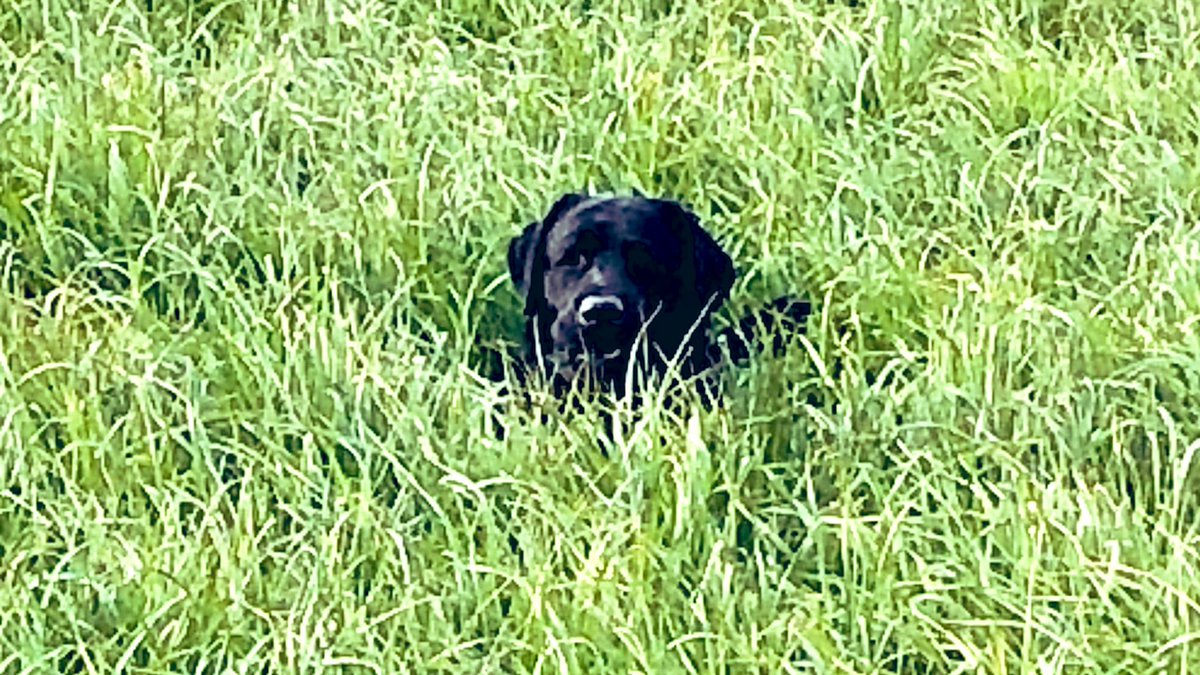 Soaked again 🥴 me #justwalked 12K in all weathers #refresh #andbreathe leg feeling much stronger. Look at these cuties along river dearne #naturalbeauty also the Greater Not Spotted BlackLab hiding in the grass #special