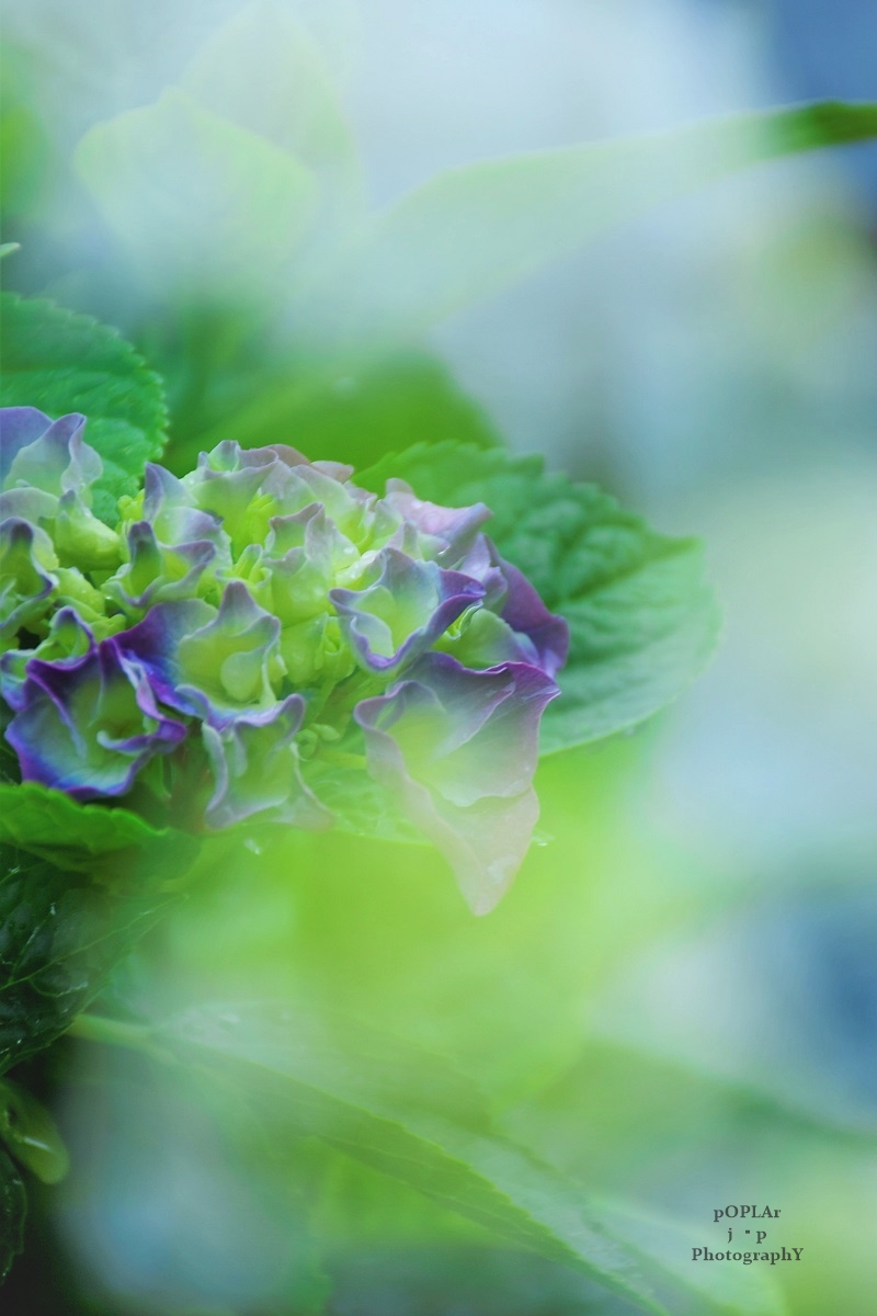 Poplar Can You Feel This Fresh Hydrangea Myflower Hydrangea Gardenersworld Gardening 紫陽花 雨が似合う花 梅雨入り 紫陽花が店頭に並んでいる 品種改良されていて初めて見る 花の色や花形の変化が凄まじい T Co Tmpqn4wiyp Poplar Can You Feel This Fresh Hydrangea Myflower Hydrangea Gardenersworld Gardening 紫陽花 雨が似合う花 梅雨入り 紫陽花が店頭に並んでいる 品種改良されていて初めて見る 花の色や花形の変化が凄まじい T Co Tmpqn4wiyp