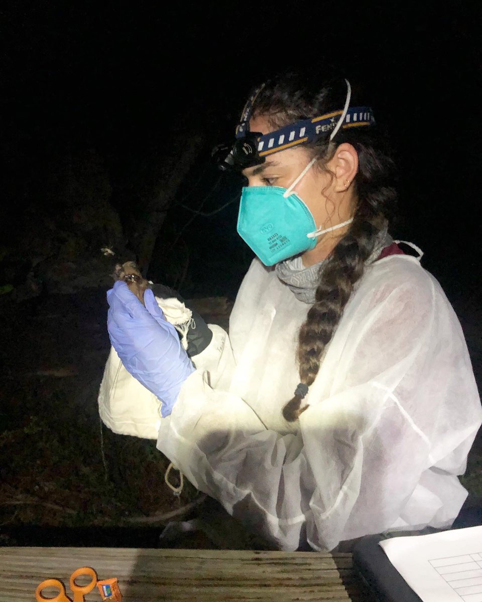 Last week we mist-netted for #Floridabonnetedbats for 3 nights. We captured 16 #eveningbats from a #maternityroost, 6 Florida bonneted #bats of which we radio collared 5, and found 3 roosts! Also, I collared my first bat ever! 🦇🤍

Pictured above: Collared male #eumopsfloridanus
