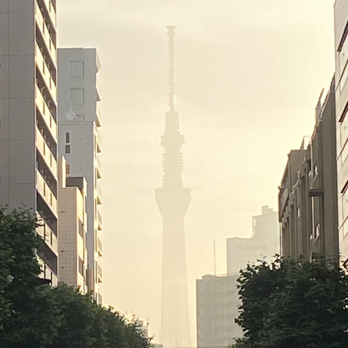 朝靄の中にシルエットが見えました❗️👀これ、なーんだ💡😆
#おは戦30520mm 
#朝靄
#シルエット
#なぞなぞ