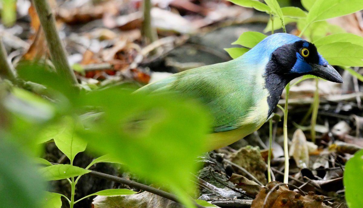 ArchaeopTourx's tweet photo. Anyone out there looking for a little getaway birding trip to Riviera Maya, Mexico next month? See our tour write-up here: https://t.co/LhjS0ssPUA
#birdingtour #tropicalbirds #birdphotography #resortbirding #birdwatching #birds #tourism #tourismofmexico https://t.co/F7FV9FBiNP