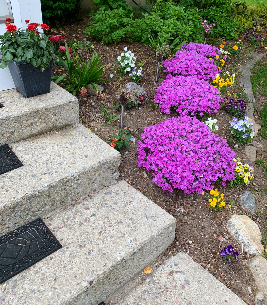 Everything is in full bloom and the lilacs smell heavenly ❤️🌷 

#lovespring #flowers #flowerseverywhere #newengland #newenglandgardening #lilacs #lilacbreeze #flowersinspring