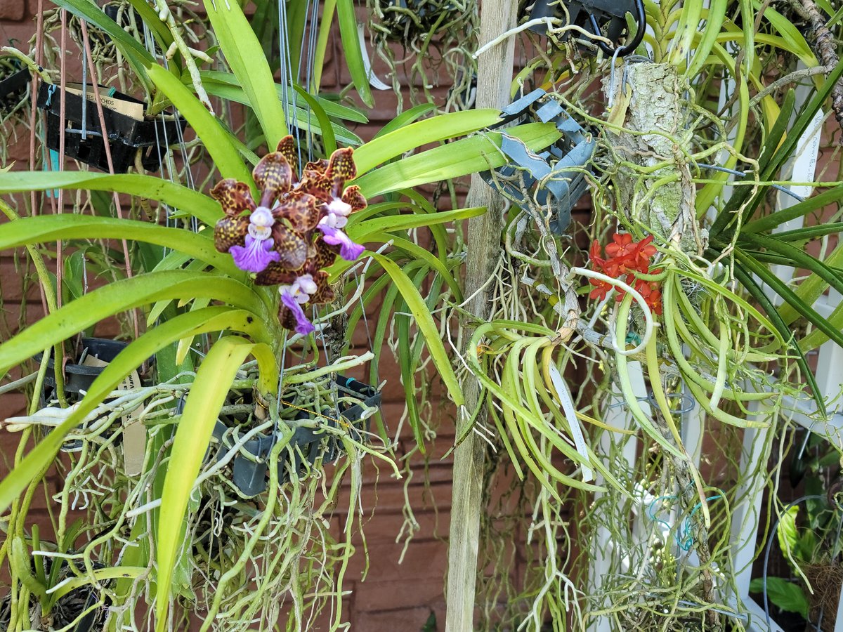 ConnieYurkus's tweet photo. Ascocentrum curvifolium has thrown a lovely spike. Such tiny things even in comparison with a Vanda flower that is medium size. #orchids #Ascocentrum #Vanda #flowers https://t.co/bixsNIkNp7