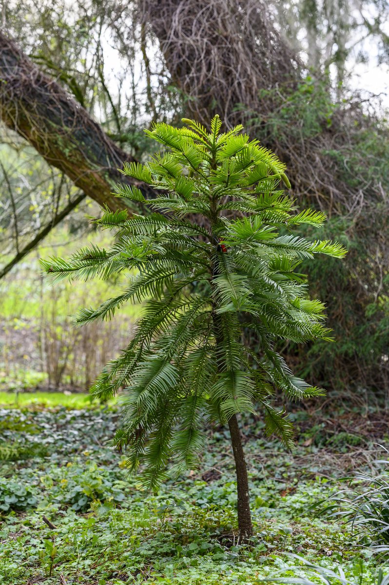 Wollemia nobilis. Wollemia was known only through fossil records until this species was discovered in Australia in 1994 — status: critically endangered (CR) Photo entry by Myriam Luyckx | #ShowUsYourRoots #BiodiversityWeek #GlobalTreeArt2021 contest: ow.ly/OlGc50E8lxZ