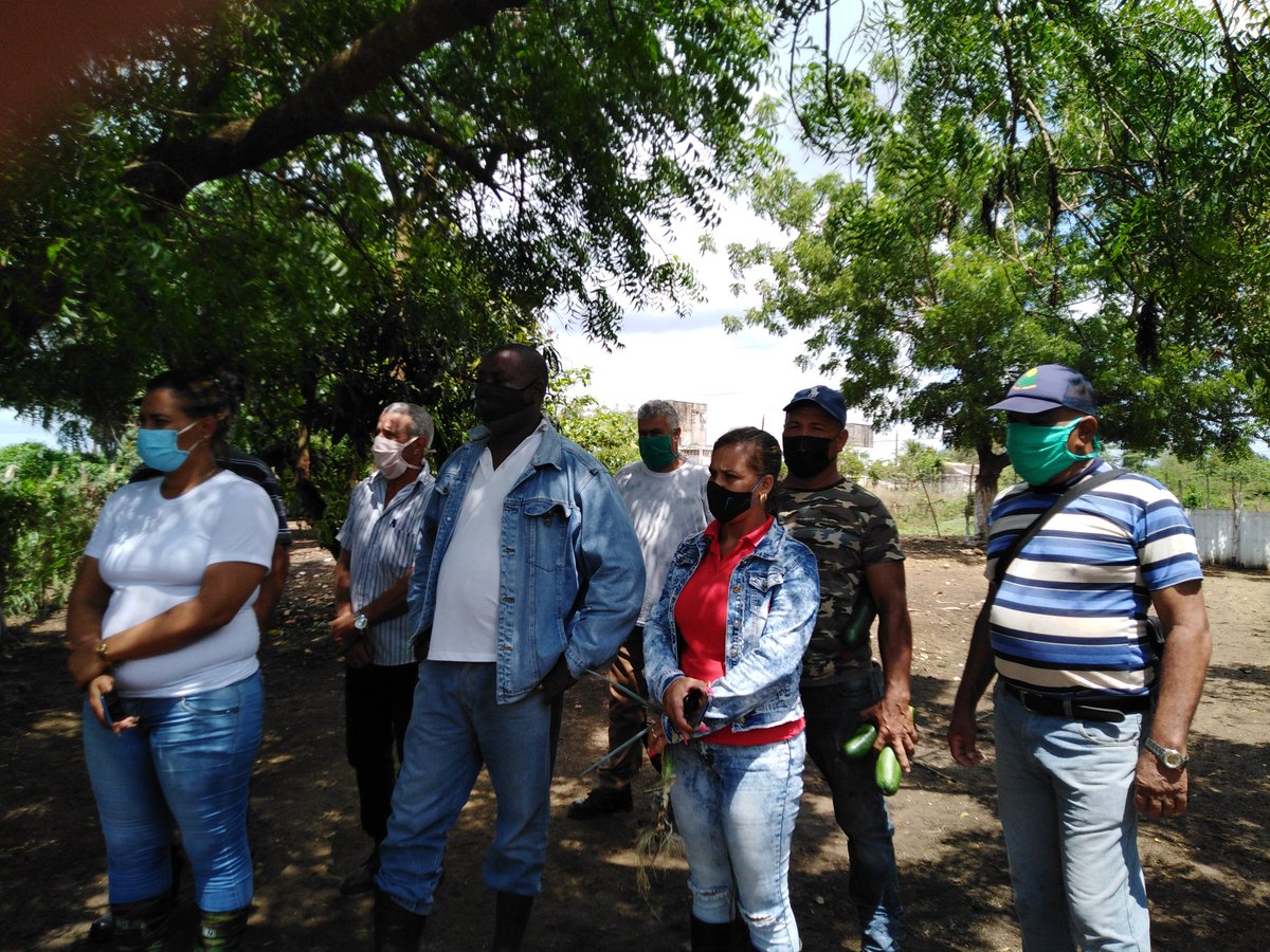ETurruellas's tweet image. La comunidad de #Mapos en el municipio #LaSierpe #SanctiSpiritus cuenta con buena estrategia productiva para lograr el #AutoabastecimientoAlimentario y la #SoberaniaAlimentaria #VamosAVencer #SomosContinuidad #VamosPorMas @YdaelB @MINAGCuba @LuisTFonseca @MMarreroCruz