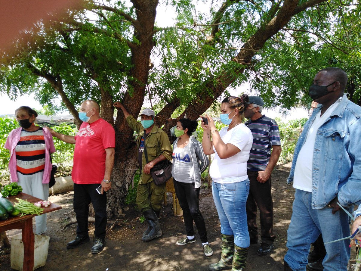 ETurruellas's tweet image. La comunidad de #Mapos en el municipio #LaSierpe #SanctiSpiritus cuenta con buena estrategia productiva para lograr el #AutoabastecimientoAlimentario y la #SoberaniaAlimentaria #VamosAVencer #SomosContinuidad #VamosPorMas @YdaelB @MINAGCuba @LuisTFonseca @MMarreroCruz