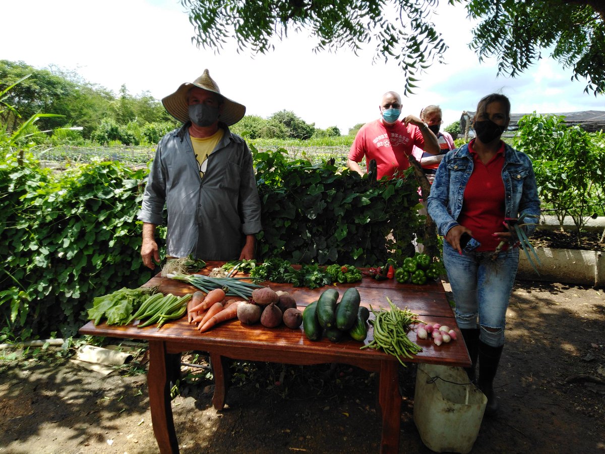 ETurruellas's tweet image. La comunidad de #Mapos en el municipio #LaSierpe #SanctiSpiritus cuenta con buena estrategia productiva para lograr el #AutoabastecimientoAlimentario y la #SoberaniaAlimentaria #VamosAVencer #SomosContinuidad #VamosPorMas @YdaelB @MINAGCuba @LuisTFonseca @MMarreroCruz