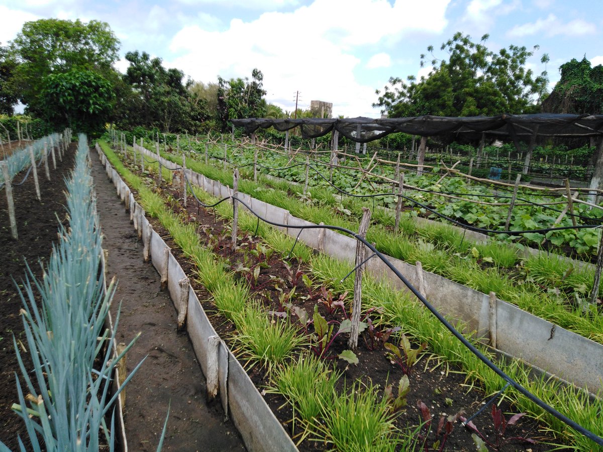 ETurruellas's tweet image. La comunidad de #Mapos en el municipio #LaSierpe #SanctiSpiritus cuenta con buena estrategia productiva para lograr el #AutoabastecimientoAlimentario y la #SoberaniaAlimentaria #VamosAVencer #SomosContinuidad #VamosPorMas @YdaelB @MINAGCuba @LuisTFonseca @MMarreroCruz