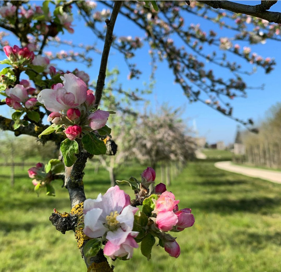 DelmosaBeverage's tweet photo. Eric Bordelet. The sommelier who has given his name to cider! Spring into Normandy and fall in love with something bitter-sweet. #ericbordelet #delmosa #nonalcoholic https://t.co/t6maxu3Uw8