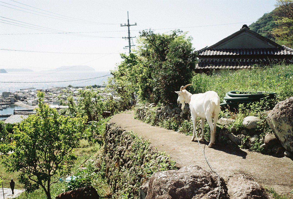 ヤギを飼ってると仕事でむかつく人に会っても そんな口きいていいのか と思えるのでオススメ Togetter