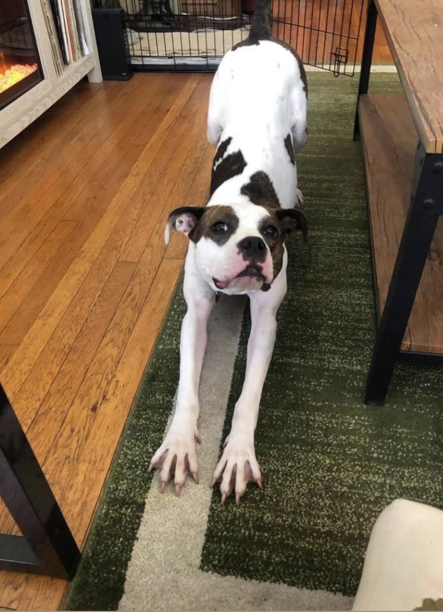 OH BIG STRETCH! Brooke wants to be your yoga buddy - meet her at our Adoption Center today! onetail.org/available-pets…