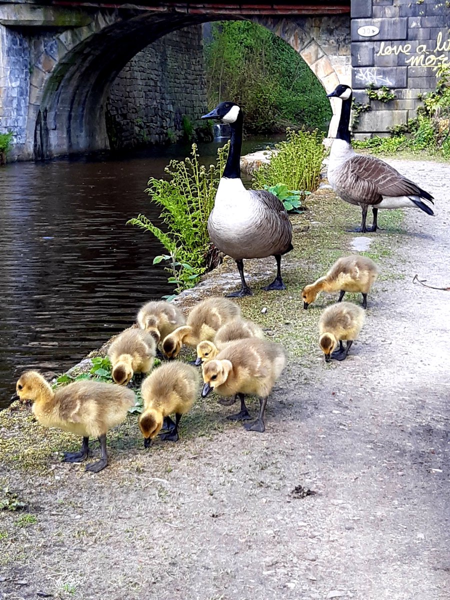 In case you’re in need of some goslings on your Twitter feed this evening. #RochdaleCanal