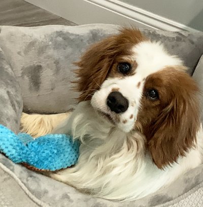 CavalierRescue's tweet photo. Hey guys, Henry here, living in New York with my foster family. Do you like freckles, I've got them! https://t.co/YYcM7fUJ5k https://t.co/u5gmCWYduQ
