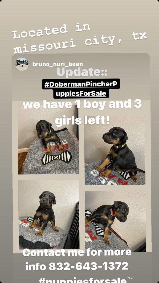 Olympic_Realtor's tweet photo. Special Prices on girls! #pincherforsale #dobermanpincher #dobermanpuppies #puppiesforsale
#puppysale https://t.co/ehruc9JC6L