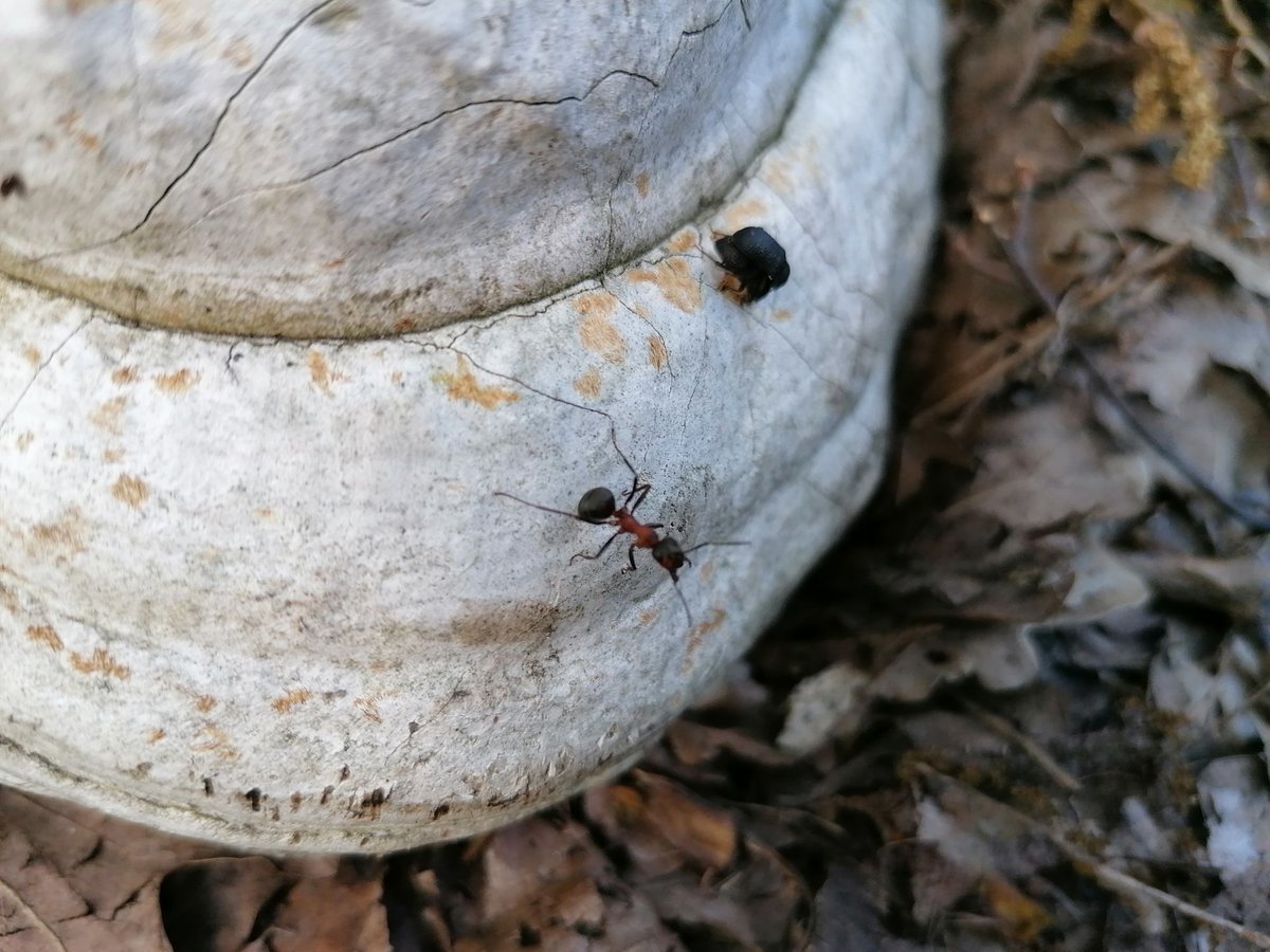 SchungelClaudia's tweet photo. #hunderunde #parforceheide die zweite #geocachen #draußenmitdenBesten https://t.co/lMa2rt3GhV