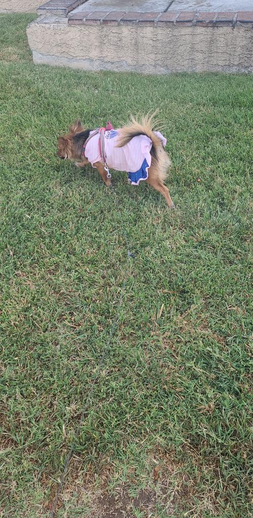 aliviabrownie's tweet photo. New dressy for me month birthday🐾👗😍😍😍 #2years4months ❤ https://t.co/RQKTOsfij4