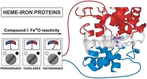 bim_daniel's tweet photo. My 1st paper @ucla is online! @ACSCatalysis
(and many more to come)
By examining 200 heme-iron oxidoreductases, we discovered that intramolecular electric fields, generated throughout the protein, are oriented in definite way and regulate FeIVO reactivity. https://t.co/FkR9Uio0LU https://t.co/orI6fmGI8M