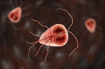 CDC_AMD's tweet photo. #AMDClips A new study uses 37 whole-genome sequences of Giardia duodenalis assemblage B to develop a genome-driven approach to identify the three best markers that describe the genomic diversity of this parasite. Learn more: https://t.co/Z4w2vj7P1s https://t.co/8yj2k5Wg8u