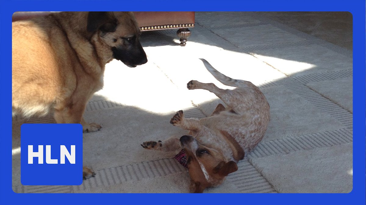 RobinMeade's tweet image. Tomorrow is #NationalRescueDogDay. Reply with a pic of your rescue and tell me about the moment you knew they were FAMILY. We may use your pic on @MorningExp.

I knew Tessa was family the moment we brought her home and she rolled over upon meeting the late Reese, our 1st rescue!