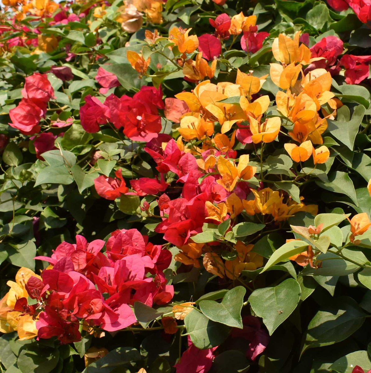 DreamYardTeam's tweet photo. Beautiful combination of colors on this bougainvillea spectabilis also known as "Great bougainvillea". They make incredibly beauty and large privacy hedges.
#bougainvilleaspectabilis #flowers #nature #beauty #hedges #privacyplanting https://t.co/FpEJVHlGUP