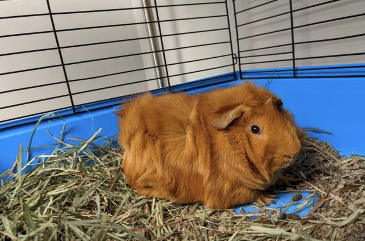 Guinea pigs are nice because they’re soft like dogs, small like cats, and sometimes they squeal like a fire alarm! We love it!

Meet our guinea pigs like Frank and George here: https://t.co/uNxhEHwMOT https://t.co/6jEmbbNGSI