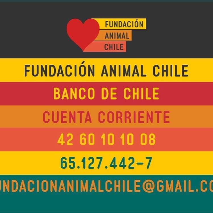 LLegó el carrito de Martin!
Nos mira con cara de 👀, pero ya se va a acostumbrar♥️ Gracias a @en2ruedas_ortopediacanina por el cariño y trabajo profesional. 
Necesitamos ayuda para costearlo...cuesta $270.000. 
Quieres ayudar a esta guagua a correr libremente? Nuestra cuenta ⬇️