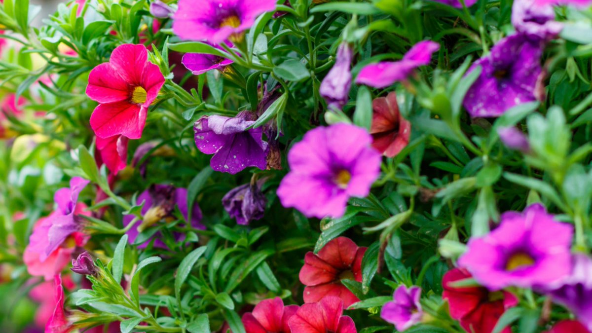 For quick and easy colour this summer choose these new Calibrachoa Cabaret MixMasters Burlesque plants. Includes a trio of varieties, carefully selected for their flowering time and complementary colours in shades of light pink, dark pink and purple.