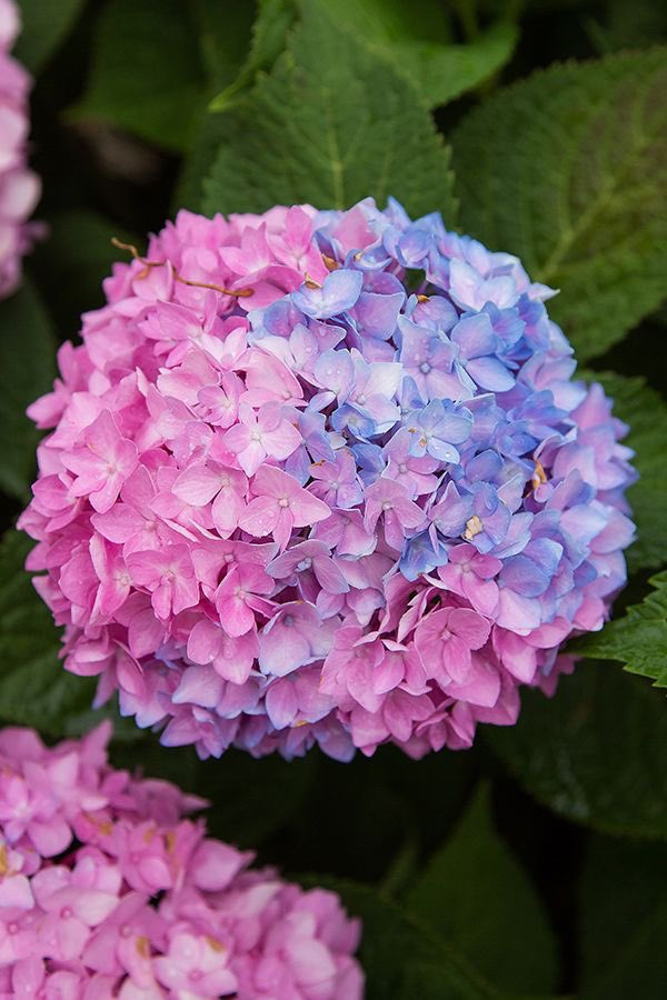 lavieestbelIe's tweet photo. Hydrangeas https://t.co/7n6wmFwOaz