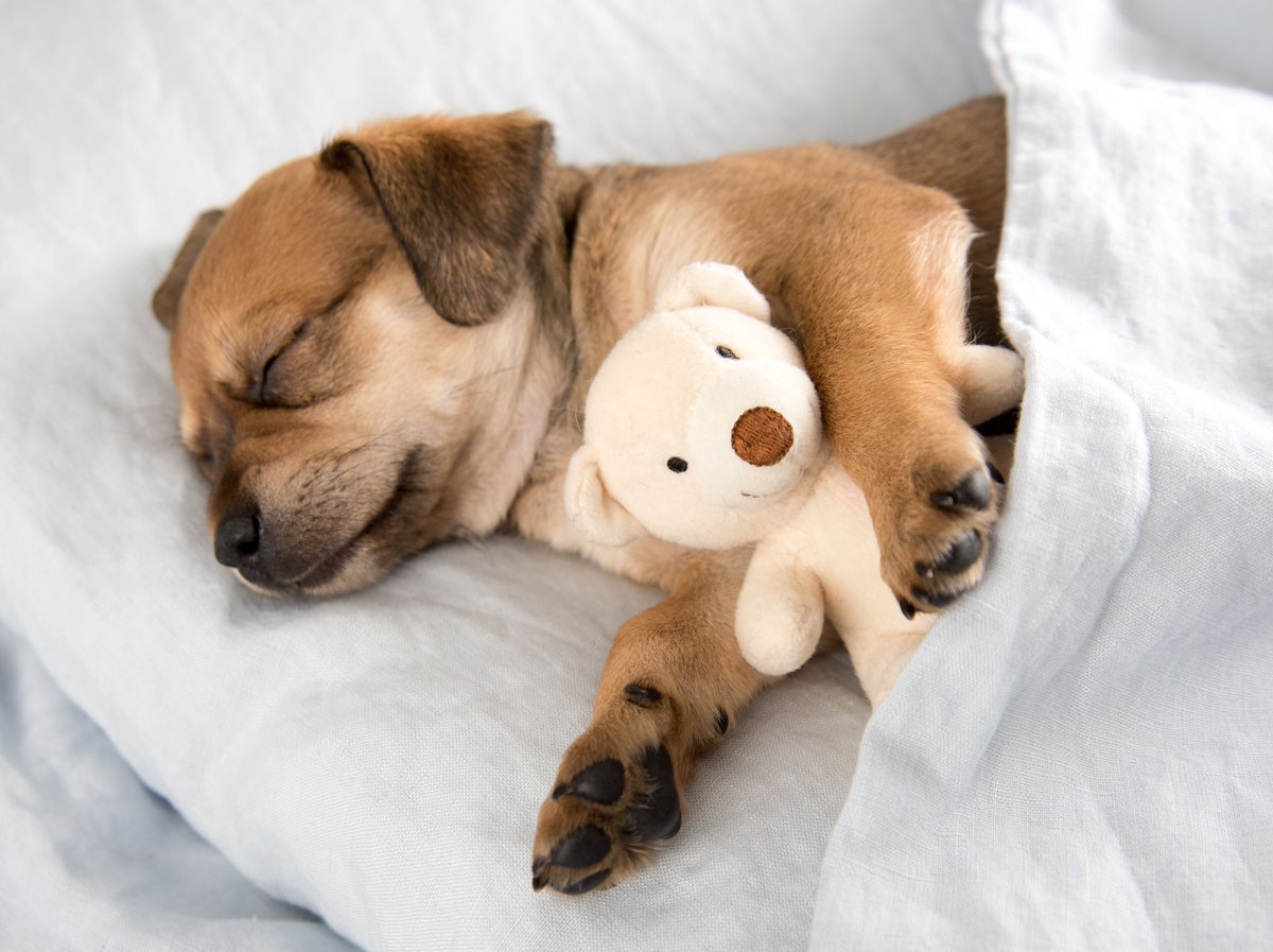 Portland is known for its family and pet-friendly parks and the best eats, drinks and boutiques. Bring your family (2-legged AND 4-legged members), and get comfy.