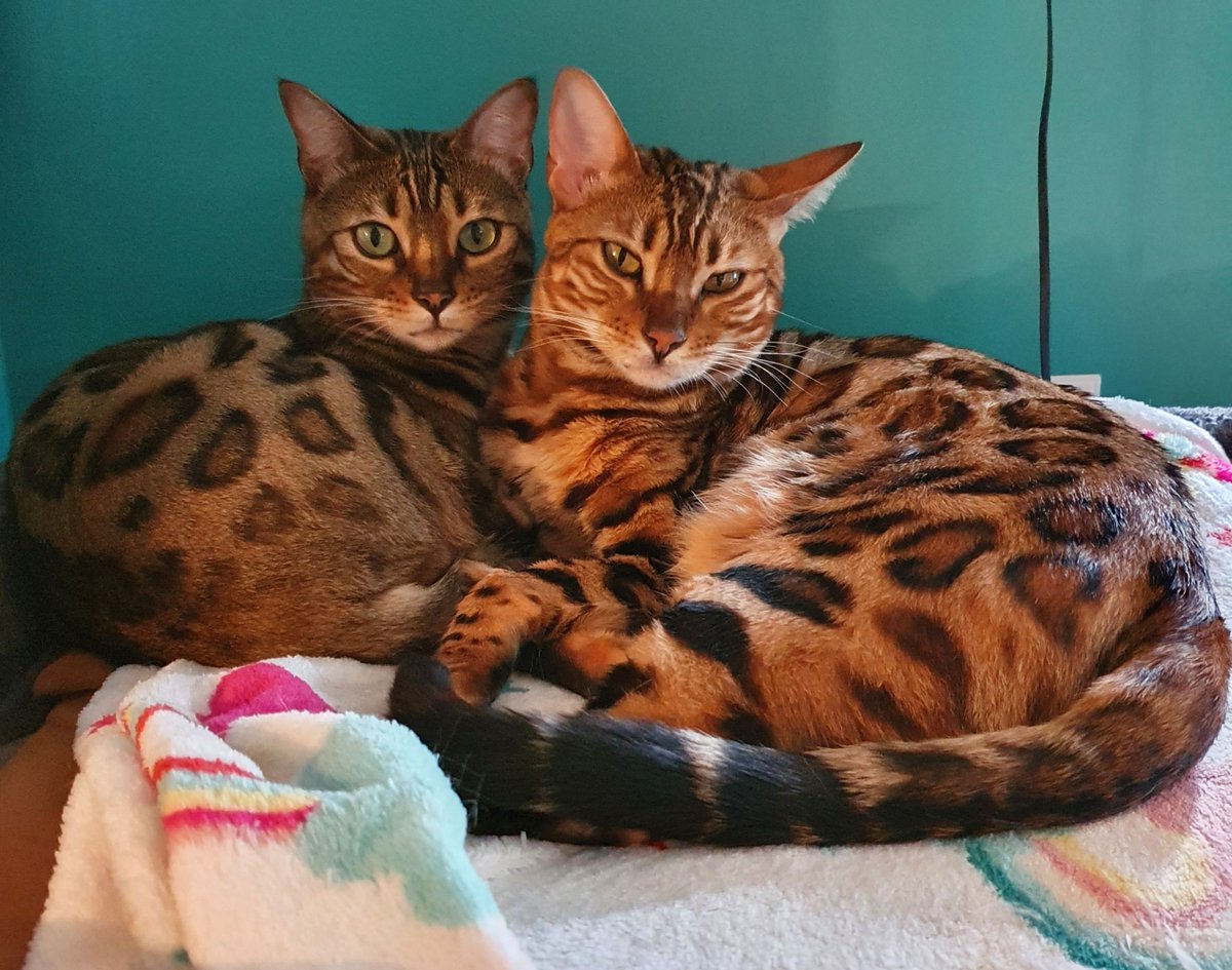 person_split's tweet image. The two cheeky girls just popping up in your timeline to say hi! No stream tonight but hopefully will get through some more Monkey Island tomorrow evening. 
Come join in the fun at:

buff.ly/2L6kjgr

Are you #teamlily or #teamrosie?

Xx