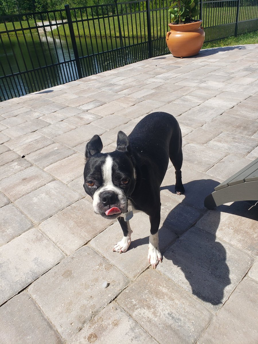 #TMobilePets@TMobile