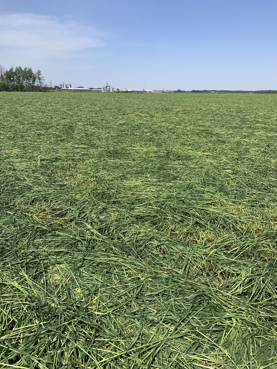 Beauty day to dry some fall triticale, shooting for hay in a day to preserve those sugars. ☀️ ☀️ ☀️