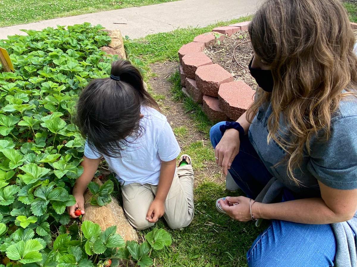 bulldoggarden's tweet image. End of year strawberry harvest with kindergarten. Good times! Positive reviews for sure. 🍓🍓🍓#herecomessummer #schoolgarden #kindermagic