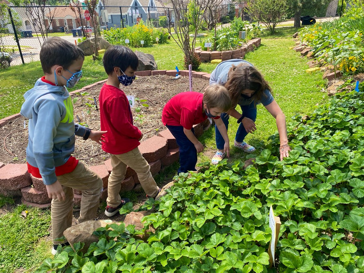 bulldoggarden's tweet image. End of year strawberry harvest with kindergarten. Good times! Positive reviews for sure. 🍓🍓🍓#herecomessummer #schoolgarden #kindermagic