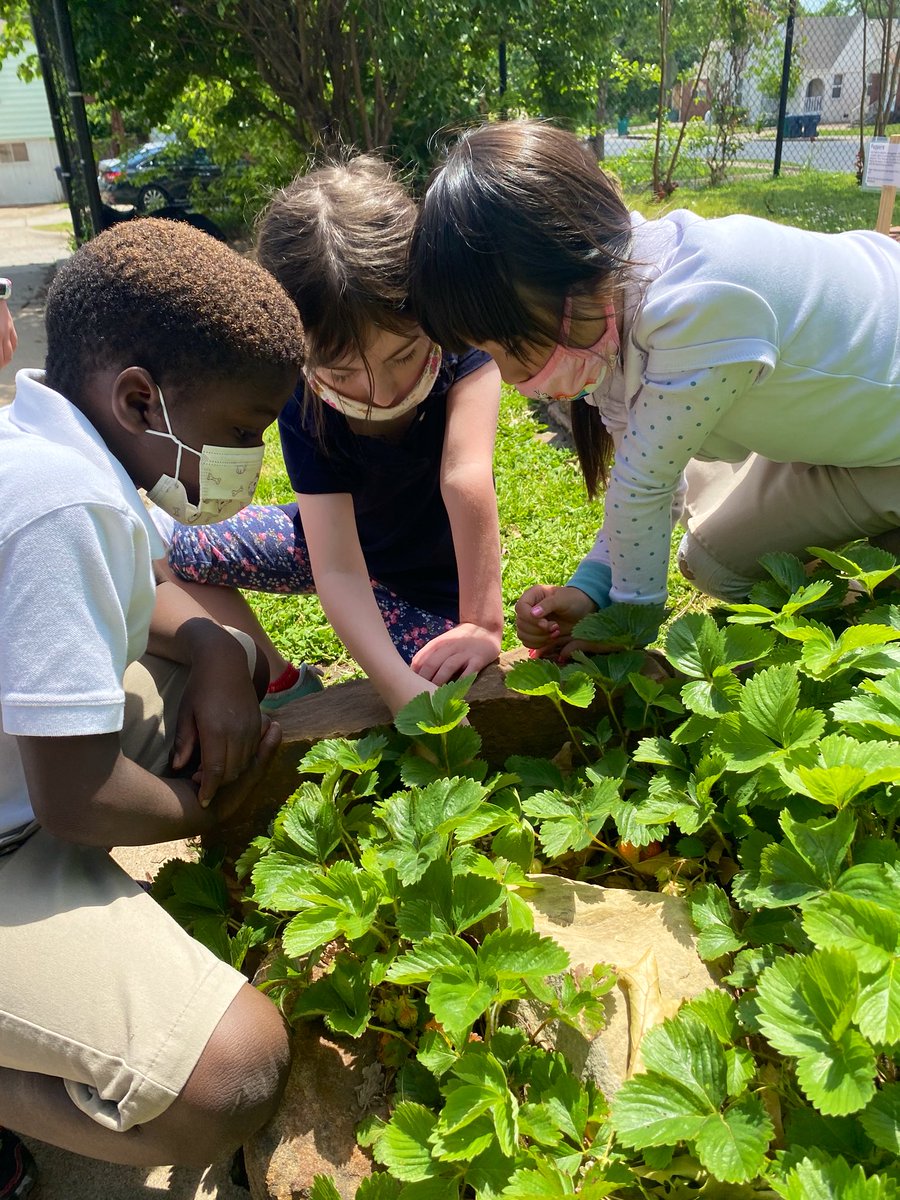 bulldoggarden's tweet image. End of year strawberry harvest with kindergarten. Good times! Positive reviews for sure. 🍓🍓🍓#herecomessummer #schoolgarden #kindermagic