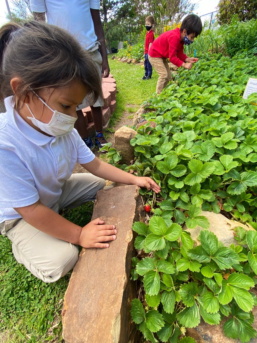 bulldoggarden's tweet image. End of year strawberry harvest with kindergarten. Good times! Positive reviews for sure. 🍓🍓🍓#herecomessummer #schoolgarden #kindermagic