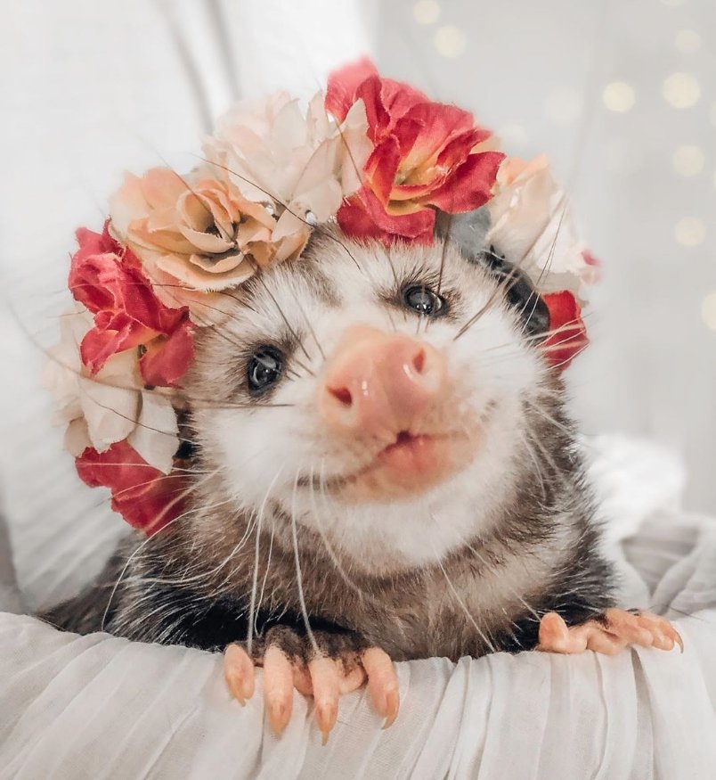 @noahreservation I don't have anything to add to this, but in the interest of general reply balance, here is a possum in a flower crown.