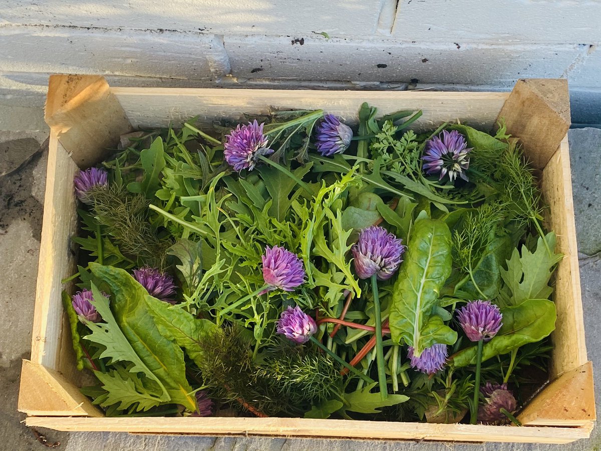 Collecting garnish for a #function in #Westerham tomorrow #fresh #organic #salad #herb #delicious #garnish #food #shoplocal #independent