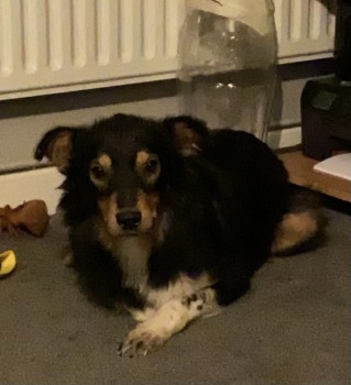 millypod1's tweet photo. π#Lost DIXIE ROMANIAN RESCUE DOG
Cross Breed Female. Suffers from Epilepsy.
#Farnham opposite Rowhill #Surrey #GU9
Dixie is unfamiliar with the areaπ’
SIGHTINGS PLZ βοΈ07725768833/ 07535680450
https://t.co/jdGA56yTZR https://t.co/yXCYleBuvt