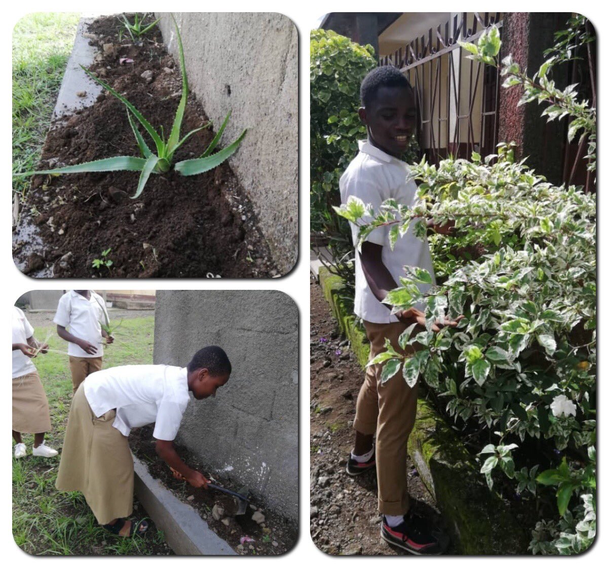 ONG_BSFronteras's tweet photo. Los alumnos de #Secundaria de #Camerún continúan preparando su huerto de #PlantasMedicinales autóctonas! Cuidando de las #TradicionesDeFuturo! #AvecToi4_0 https://t.co/GQuFRCIOeA