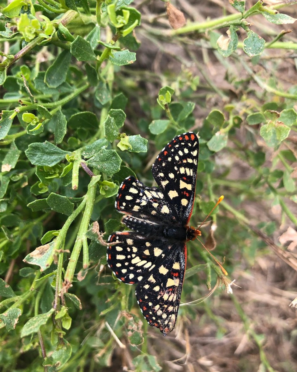 Revive_Restore's tweet photo. We joined our Xerces Wild Genomes project partners and friends @presidiosf @calacademy @natureinthecity for a field trip to Presidio dune restoration sites this week! Here, a replacement species of the extinct Xerces butterfly is to be released, informed by genomic insights. https://t.co/L9LVdiTS6W