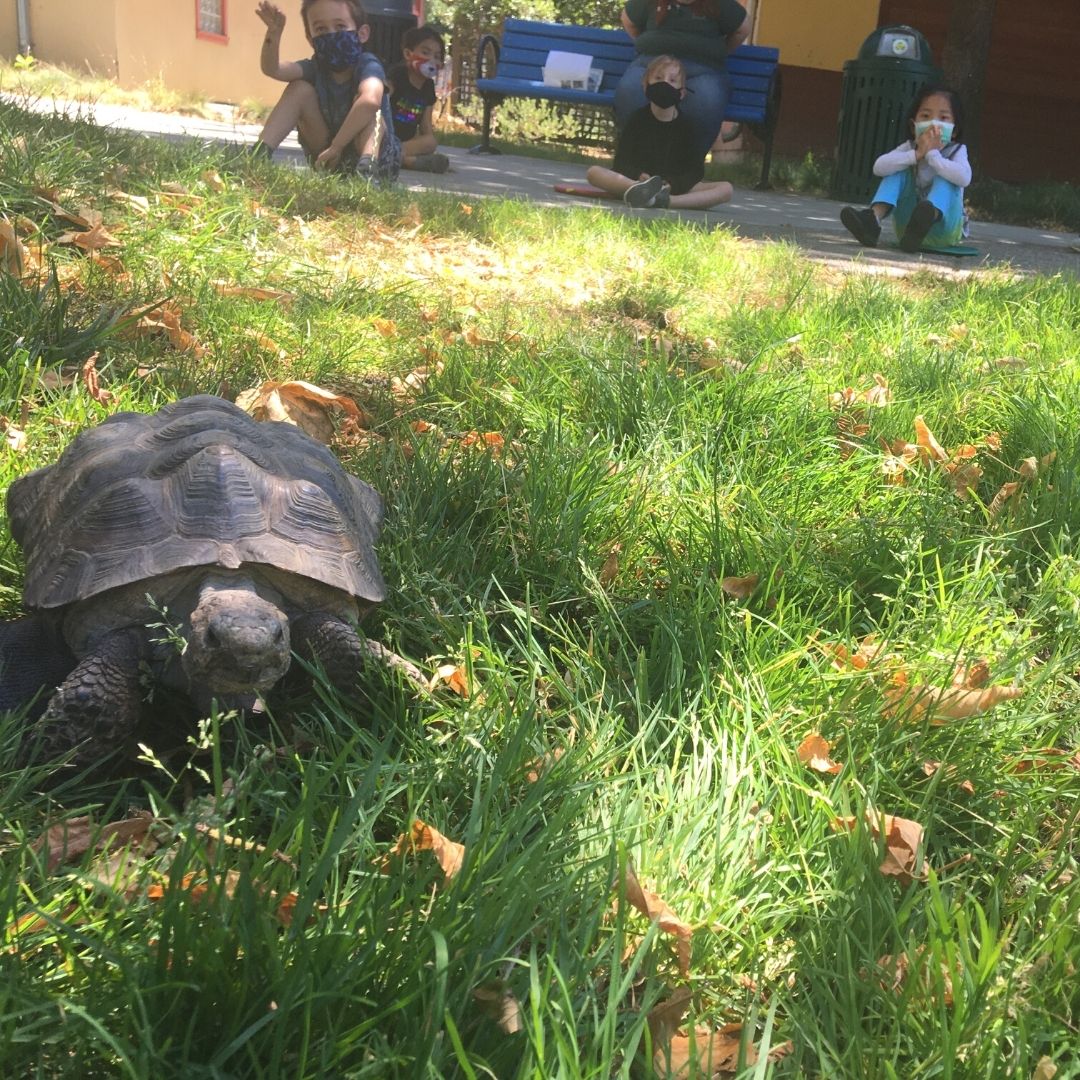 Summer break is almost here! Do you have a 5 or 6 year old who loves Happy Hollow? We have just opened a "bonus week" of summer camp for the Little Critters age group from August 16-20! Registration is open now - visit happyhollow.org/learn/camps/ for more information.