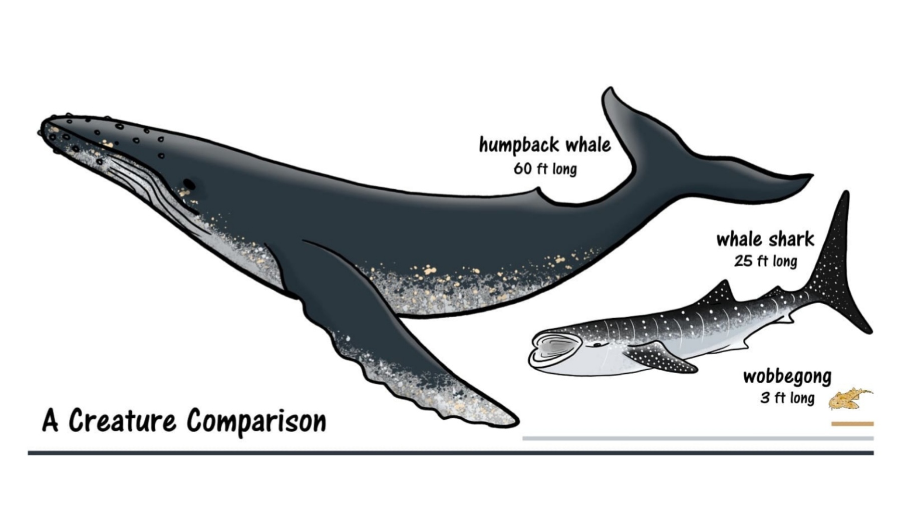 Whale Shark Size Comparison