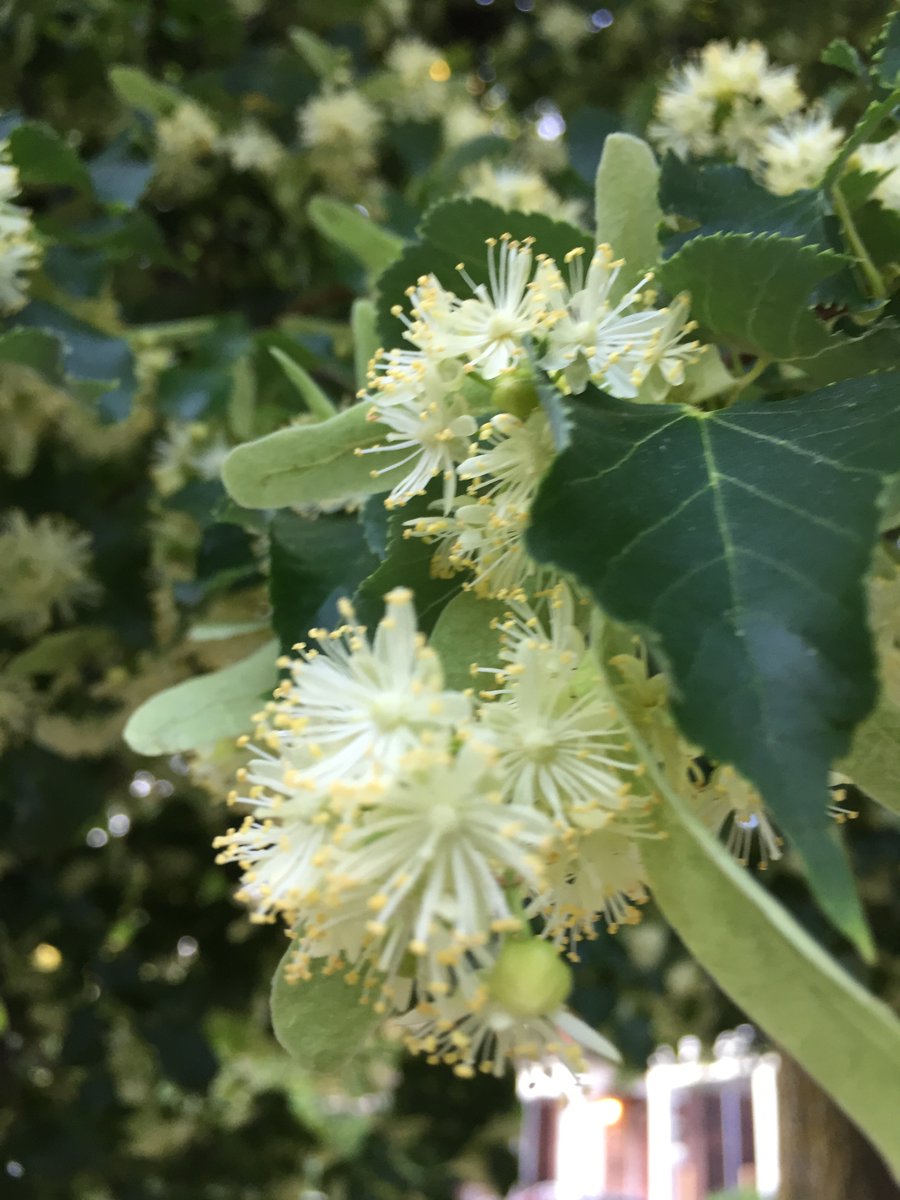 leaf's tweet image. We're hiring an Acting Community Programs Manager! If you have experience in non-profit management and care deeply about our urban forest, apply by May 24th! Detailed posting at yourleaf.org/acting-communi…