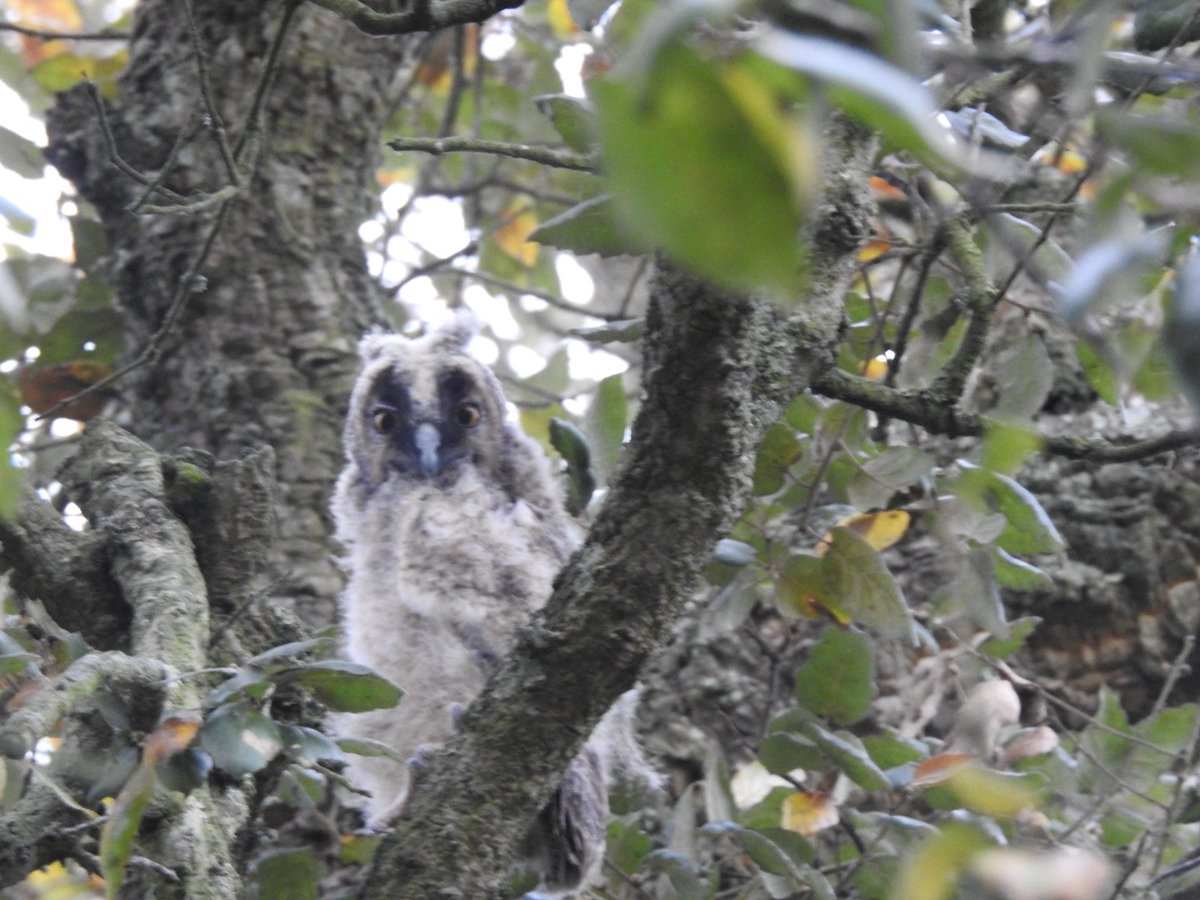 Mara meva, 4 anys posant cistelles als arbres i per fí...
Els mussols banyuts han triat un dels nius que els hem preparat!!