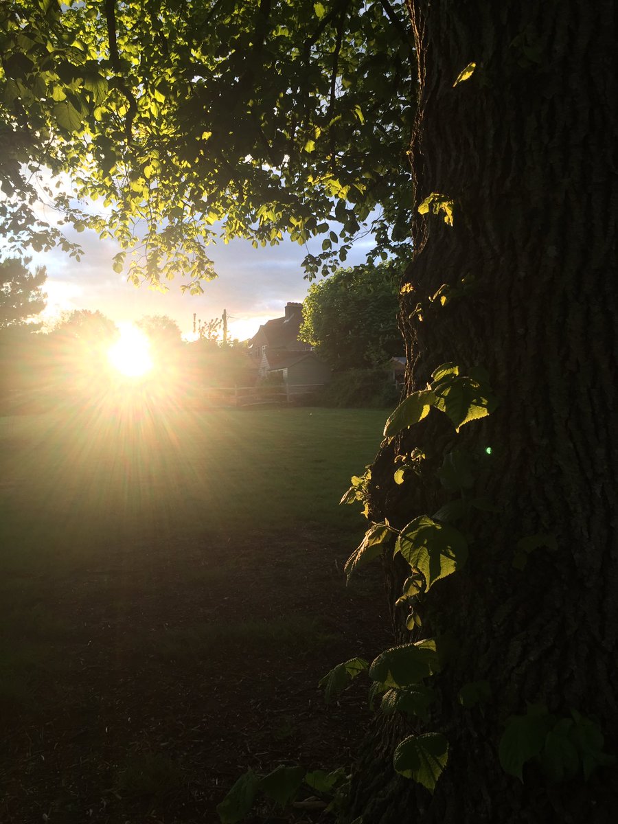 MeiLoft's tweet image. This evening’s sunset 🌅🌳

@ThePhotoHour #nature #sun #beautiful #simplethings